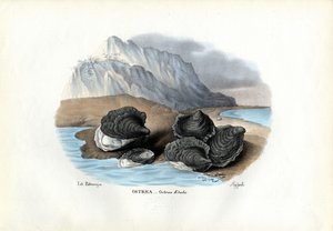 Mussels, 1863-79 by Raimundo Petraroja